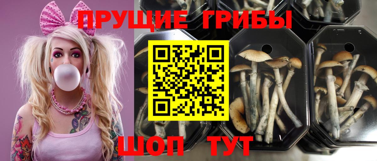 Псилоцибиновые грибы ЛСД Междуреченск